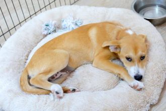 primaria constanta continua campania adopta un catel 685a4c2db439b