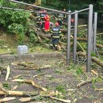 tragedie in brasov un copac s a prabusit peste doua persoane un tanar a murit 68614d283214e
