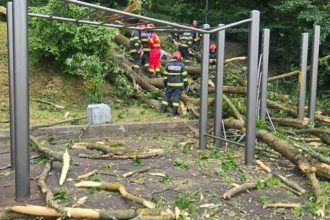 tragedie in brasov un copac s a prabusit peste doua persoane un tanar a murit 68614d283214e
