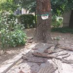 un copac uscat de pe bulevardul tomis urmeaza sa fie taiat dupa mai multe sesizari ale locatarilor 686262e1ac8ed