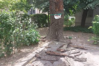 un copac uscat de pe bulevardul tomis urmeaza sa fie taiat dupa mai multe sesizari ale locatarilor 686262e1ac8ed