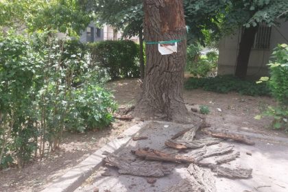 un copac uscat de pe bulevardul tomis urmeaza sa fie taiat dupa mai multe sesizari ale locatarilor 686262e1ac8ed