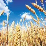vesti bune romania redevine granarul europei cea ma mare productie de grau din ultimii 30 de ani 68511408ce56a