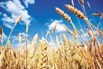 vesti bune romania redevine granarul europei cea ma mare productie de grau din ultimii 30 de ani 68511408ce56a