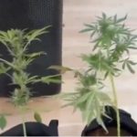 video cultura de canabis descoperita pe acoperisul unei cladiri din busteni 685eadae6252e