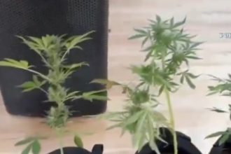 video cultura de canabis descoperita pe acoperisul unei cladiri din busteni 685eadae6252e