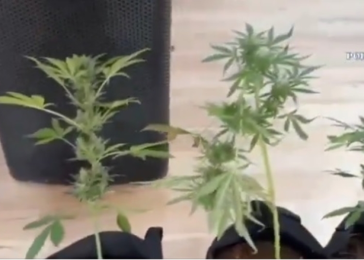 video cultura de canabis descoperita pe acoperisul unei cladiri din busteni 685eadae6252e