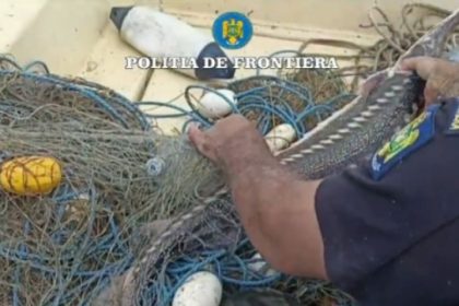 video patru exemplare de sturion redate mediului natural de catre politistii de frontiera tulceni 6852a4d10dd7c