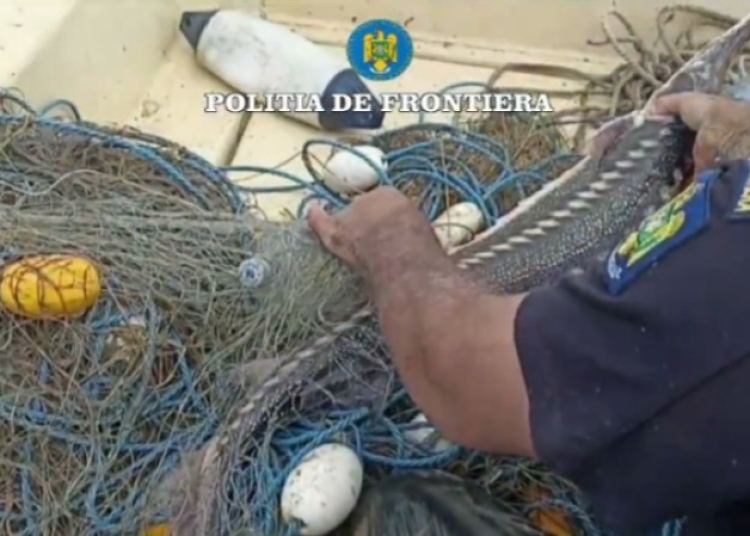 video patru exemplare de sturion redate mediului natural de catre politistii de frontiera tulceni 6852a4d10dd7c