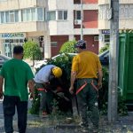 video update copaci taiati in zona emag din constanta motivul fac mizerie 685bcd596a45c