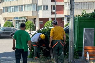 video update copaci taiati in zona emag din constanta motivul fac mizerie 685bcd596a45c