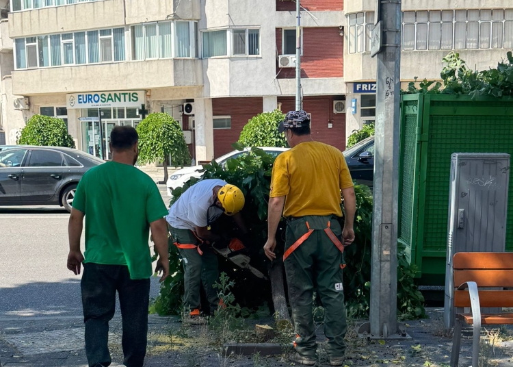 video update copaci taiati in zona emag din constanta motivul fac mizerie 685bcd596a45c
