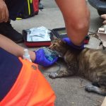 scandalos un individ a fost surprins in timp ce schingiuia o pisica intr o ghena de gunoi din pacate animalul nu a putut fi salvat iar barbatul a fost arestat 68a98dee81f62