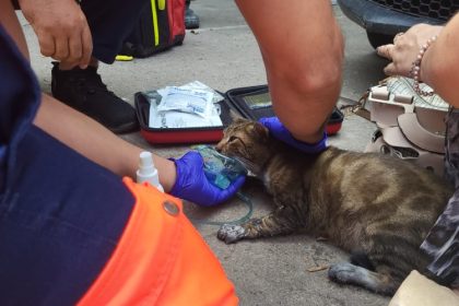 scandalos un individ a fost surprins in timp ce schingiuia o pisica intr o ghena de gunoi din pacate animalul nu a putut fi salvat iar barbatul a fost arestat 68a98dee81f62
