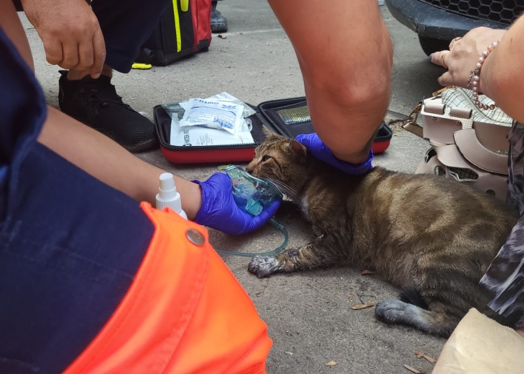 scandalos un individ a fost surprins in timp ce schingiuia o pisica intr o ghena de gunoi din pacate animalul nu a putut fi salvat iar barbatul a fost arestat 68a98dee81f62