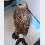 un pescarus chinuit de oameni a fost salvat de politisti pe plaja cei vinovati sunt cercetati penal 68a83ea46b9c1