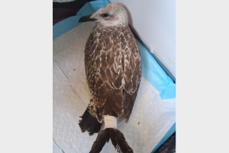 un pescarus chinuit de oameni a fost salvat de politisti pe plaja cei vinovati sunt cercetati penal 68a83ea46b9c1