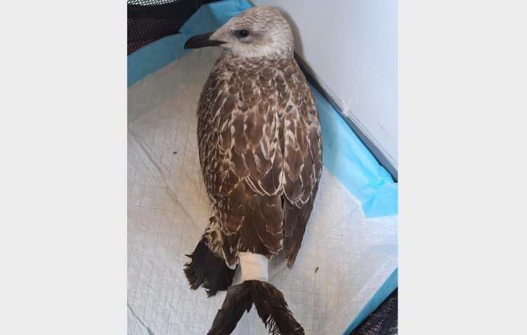 un pescarus chinuit de oameni a fost salvat de politisti pe plaja cei vinovati sunt cercetati penal 68a83ea46b9c1