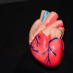 29 septembrie ziua mondiala a inimii bolile cardiovasculare un flagel mondial 68dad62319efd