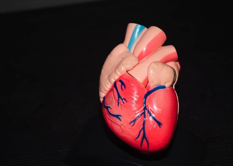 29 septembrie ziua mondiala a inimii bolile cardiovasculare un flagel mondial 68dad62319efd