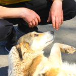 cursuri autorizate o noua meserie a fost oficializata in romania 68bffe4727a6c