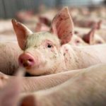 doar 10 din carnea de porc este romaneasca expertii se asteapta la noi scumpiri 68d78f1429054