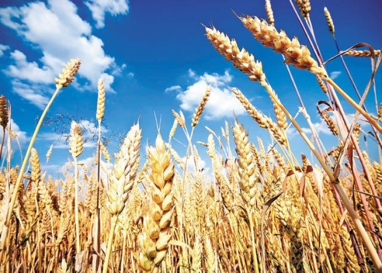 fermierii romani se plang acum ca fac prea putini bani pe fondul productei record de cereale 68bede0494e4e