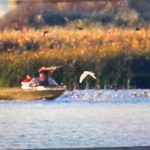 focuri de arma in delta dunarii politia a declansat cercetarile 68d51e7bc7ef6