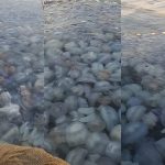 fotovideo invazie de meduze la agigea explicatia specialistilor 68ba090454c4f