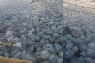 fotovideo invazie de meduze la agigea explicatia specialistilor 68ba090454c4f