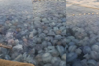 fotovideo invazie de meduze la agigea explicatia specialistilor 68ba090454c4f