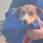 inca un catel din adapostul sustinut de primaria constanta si a gasit o familie 68d63b3c27132
