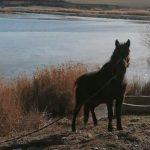 scandalul cailor abandonati de la techirghiol a ajuns din nou in instanta sotii tuca cer ca cjc sa si infiinteze un serviciu 68d4718bba0d7