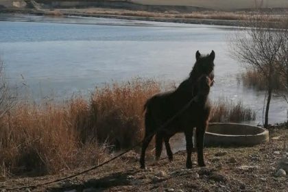 scandalul cailor abandonati de la techirghiol a ajuns din nou in instanta sotii tuca cer ca cjc sa si infiinteze un serviciu 68d4718bba0d7