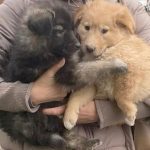 situatie dramatica la adapostul de caini din piatra neamt peste 200 de animale risca eutanasierea 68cee2636548e