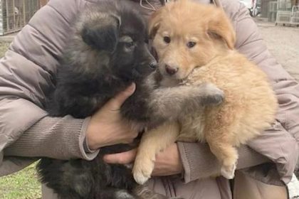 situatie dramatica la adapostul de caini din piatra neamt peste 200 de animale risca eutanasierea 68cee2636548e