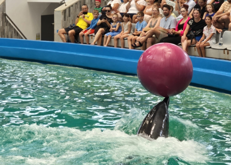 spectacole cu delfini sub semnul incertitudinii negocieri si intarzieri la delfinariu 68db98aebb7d8