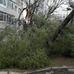 un copac a cazut peste o masina in cartierul abator 68c41395c1f33
