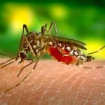 virusul west nile in dobrogea un caz confirmat in tulcea 68d135b2c6e41