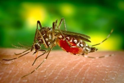 virusul west nile in dobrogea un caz confirmat in tulcea 68d135b2c6e41