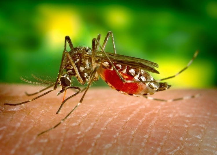virusul west nile in dobrogea un caz confirmat in tulcea 68d135b2c6e41