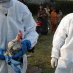 alerta sanitara gripa aviara se raspandeste tot mai repede in europa 68fb81d410380