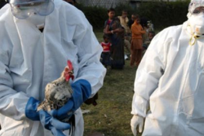 alerta sanitara gripa aviara se raspandeste tot mai repede in europa 68fb81d410380