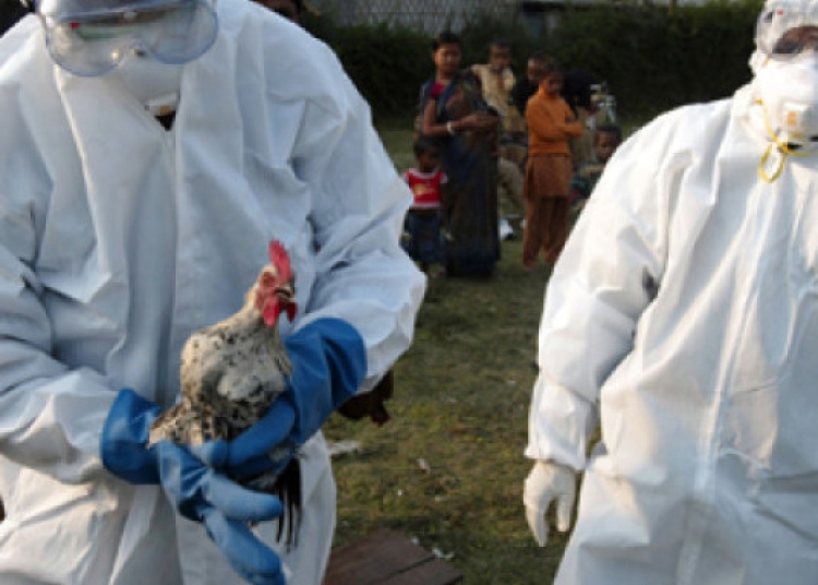 alerta sanitara gripa aviara se raspandeste tot mai repede in europa 68fb81d410380