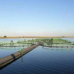 ferma piscicola de peste 30 de milioane de lei in marea neagra proiect inovator la mangalia 68ddc0155d65b