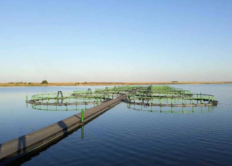 ferma piscicola de peste 30 de milioane de lei in marea neagra proiect inovator la mangalia 68ddc0155d65b