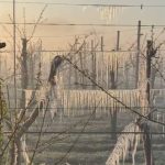 fermierii romani ale caror culturi de fructe au fost distruse de inghetul din primavara vor primi 115 milioane euro 68e8fc6a8e18a