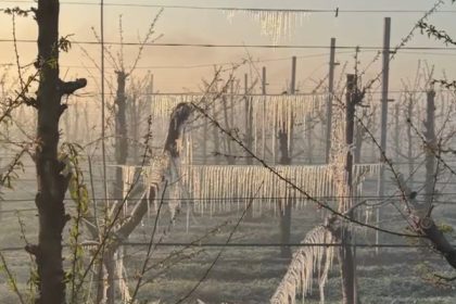 fermierii romani ale caror culturi de fructe au fost distruse de inghetul din primavara vor primi 115 milioane euro 68e8fc6a8e18a