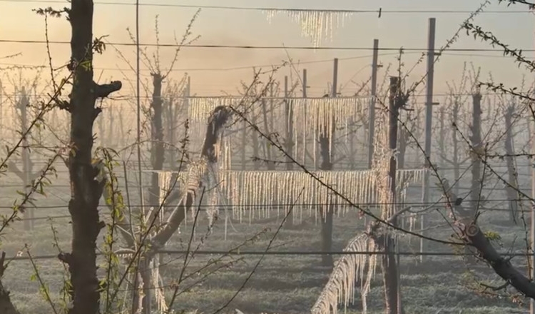 fermierii romani ale caror culturi de fructe au fost distruse de inghetul din primavara vor primi 115 milioane euro 68e8fc6a8e18a