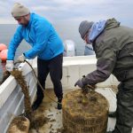 foto primele stridii japoneze crescute cu succes in marea neagra 6901e946d6668